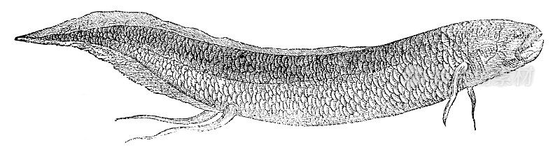 西非肺鱼(Protopterus Annectens) - 19世纪